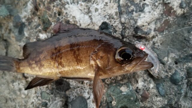 メバルの3種類について タミカミブログ