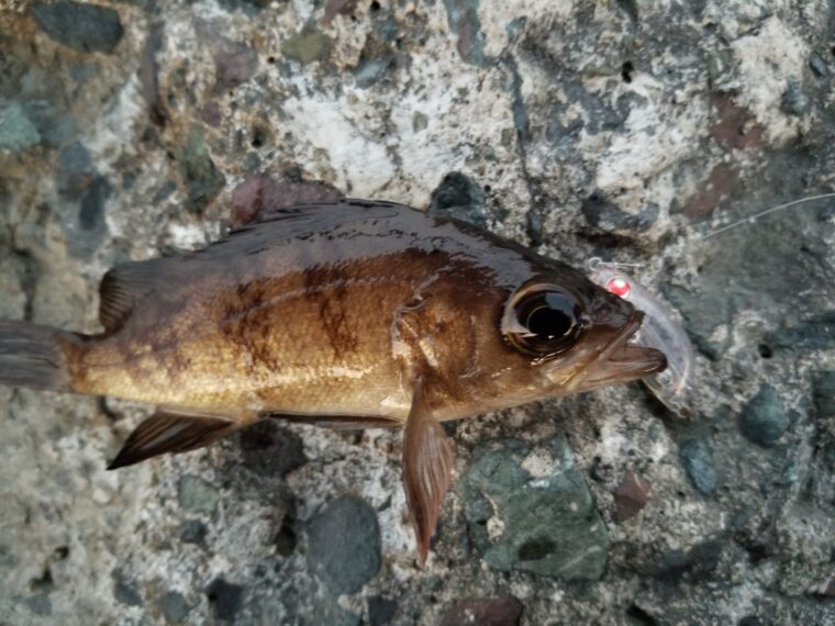 メバルの3種類について