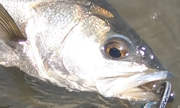 魚釣りのキャッチ リリースについて タミカミブログ