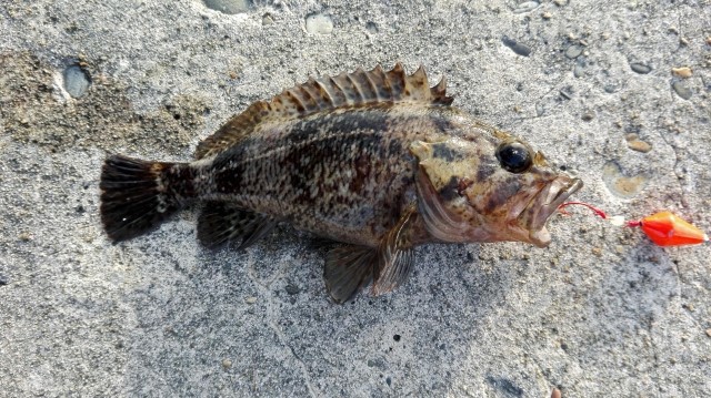 初心者でも簡単に釣れる ルアーフィッシングは根魚からがおススメ タミカミブログ