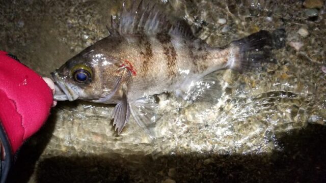 メバリング デカメバルを釣りたい 尺メバル釣り方 ポイント選びと時期 タミカミブログ