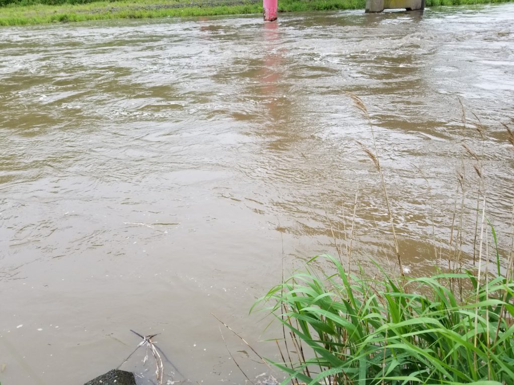 梅雨のリバーシーバスを狙え 増水後が釣れるチャンス