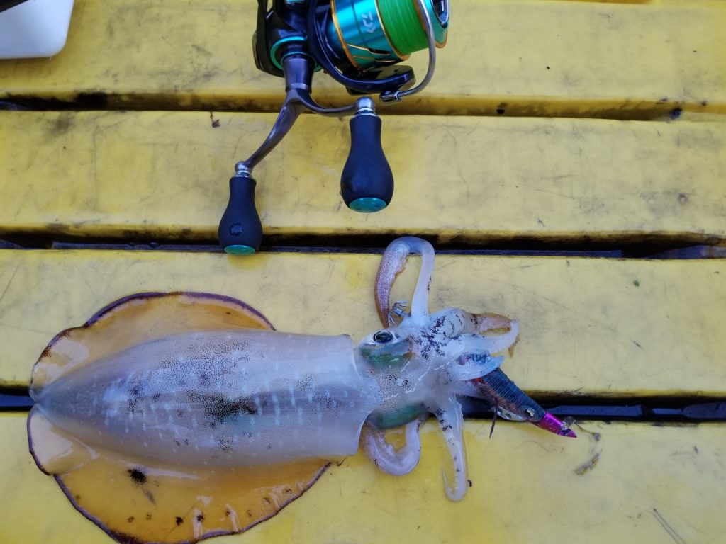 ティップランエギング 福井 秋アオリイカ釣行 Part5