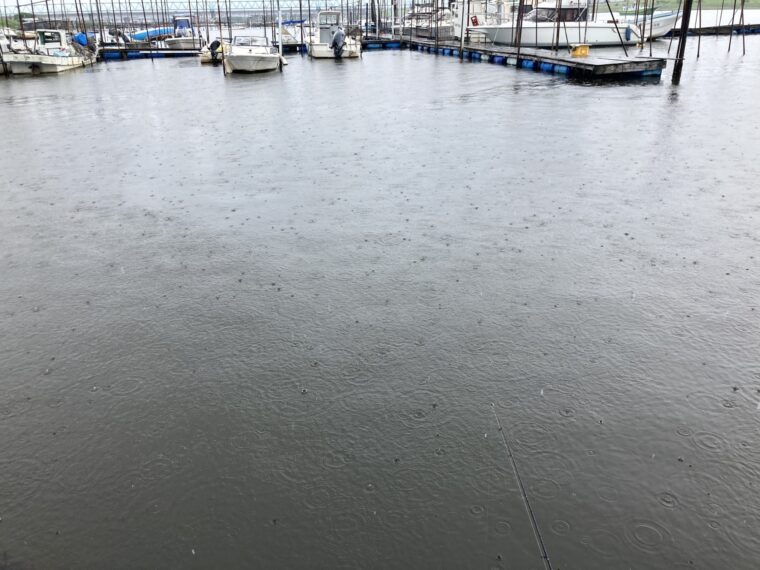 雨の日でもアオリイカは釣れるのか ムラムラチェリー