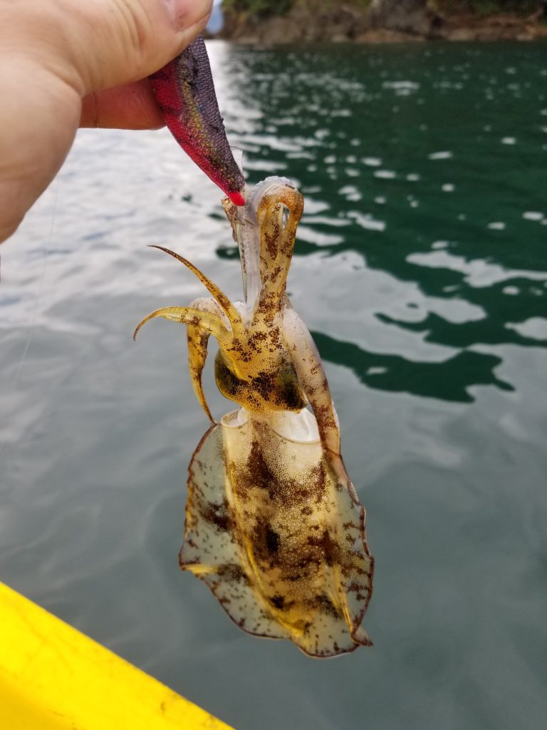 雨の日でもアオリイカは釣れるのか ムラムラチェリー