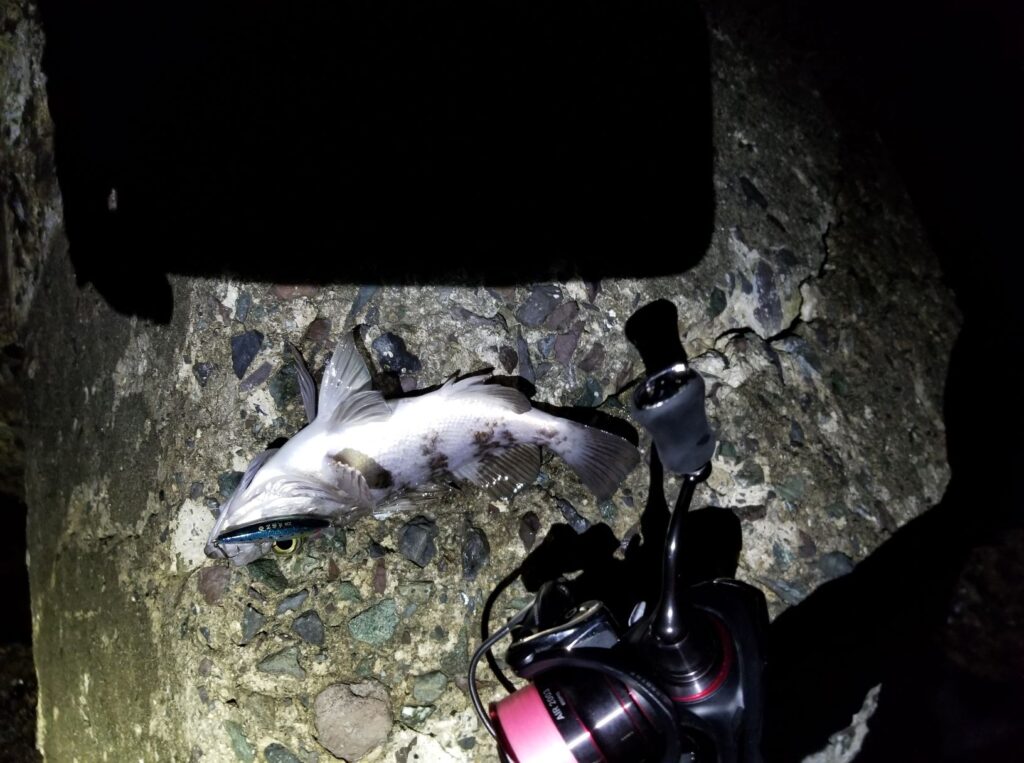 メバリング デカメバルを釣りたい 尺メバル釣り方 ポイント選びと時期 タミカミブログ