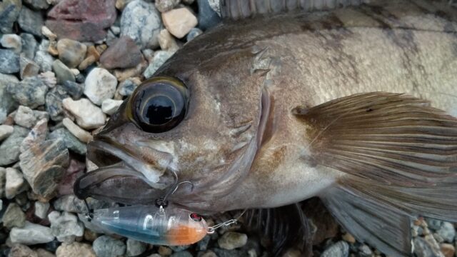 アジングかメバリングどっちが人気なのか 現在 タミカミブログ