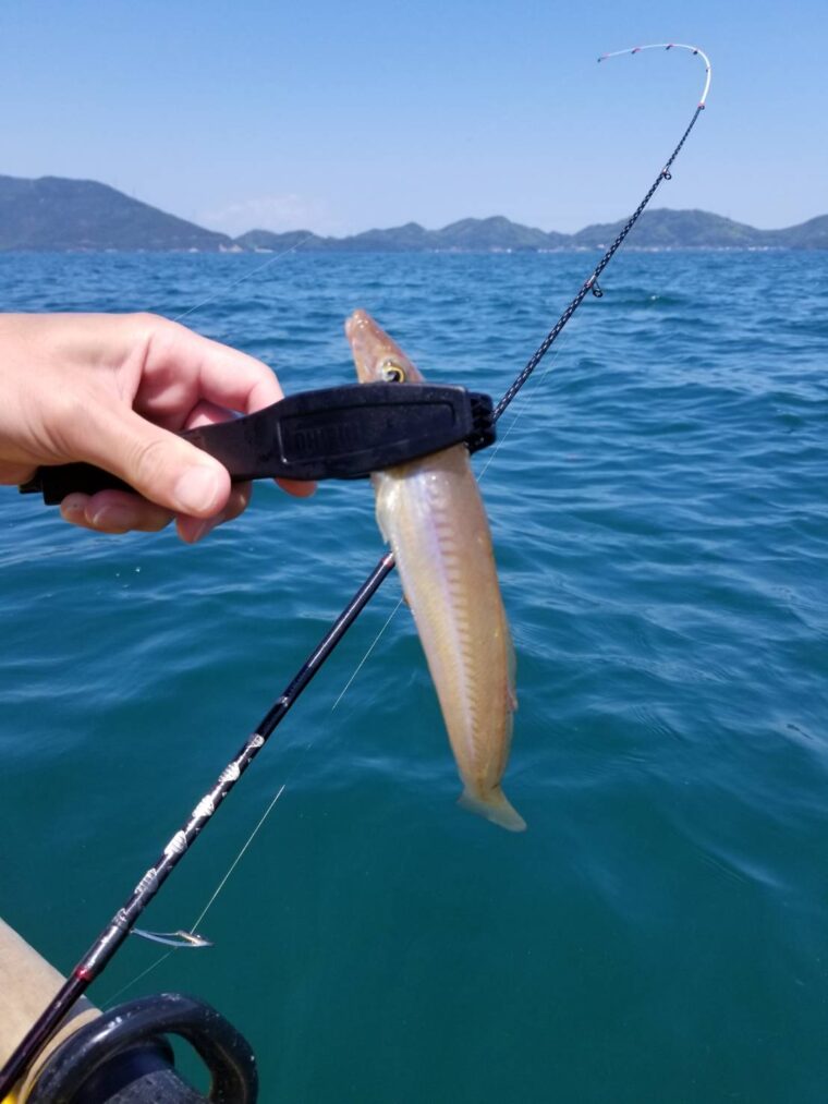 ボートでキス釣り 21年釣行 福井 親アオリイカが釣れない時は