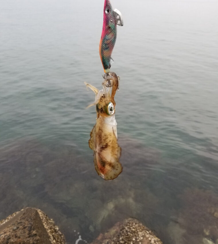 アオリイカが釣れない これを読めば釣れる 釣れるエギングのやり方 タミカミブログ