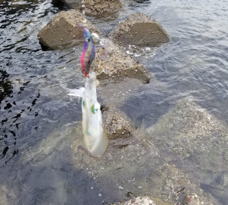 アオリイカが釣れない これを読めば釣れる 釣れるエギングのやり方 タミカミブログ