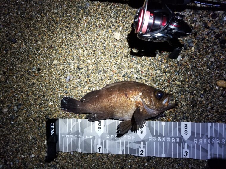 サーフメバルを狙え メバリングでサイズに期待ができる やはりサーフが熱い タミカミブログ